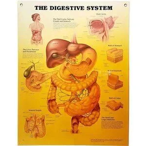 Art | 200 Digestive System Anatomical Chart Laminated Poster Medical ...